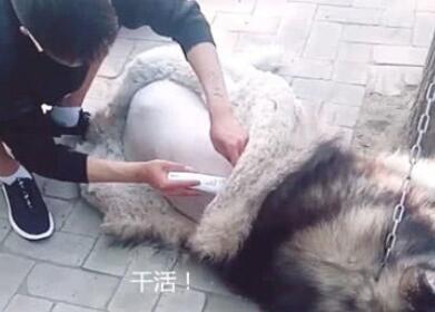 主人趁阿拉斯加入睡,剃了它的毛,狗子醒来后淡定从容