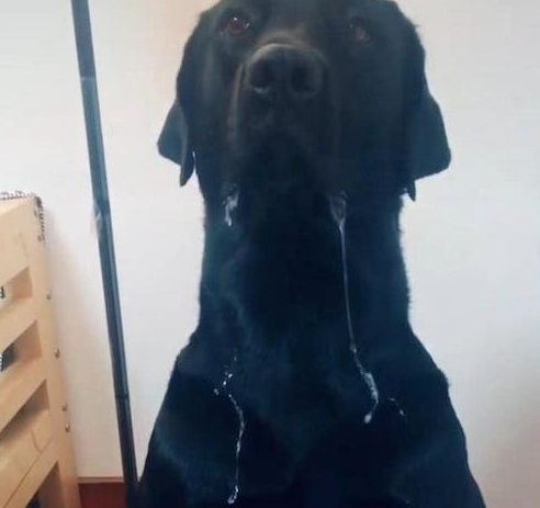 狗狗坐着饭食的眼前,哈喇子不止的往下滴,手上所有要打湿了!