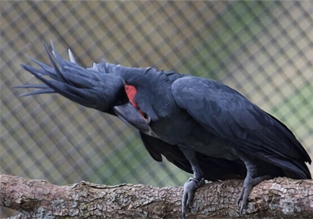 棕榈凤头鹦鹉身份信息