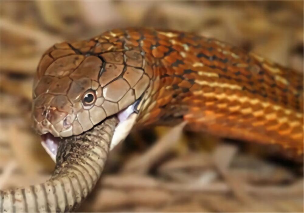 黑曼巴蛇身份信息