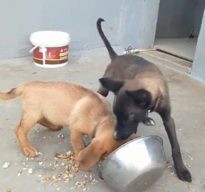 仿冒金毛和伪马犬抢食,马犬一前爪将食盆干倒,还要上来揍金毛…