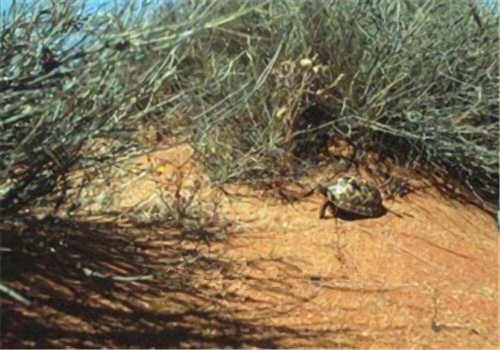 帐篷陆龟身份信息