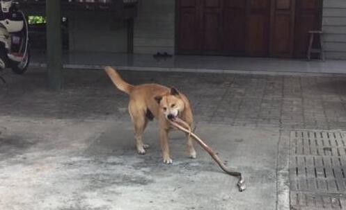 狗狗一直在后院犬吠，主人靠近看清它嘴里叼的东西后捏了把冷汗