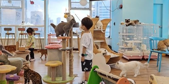 一猫咖半月无人管引网友热议,南京的猫咖狗咖还好吗?