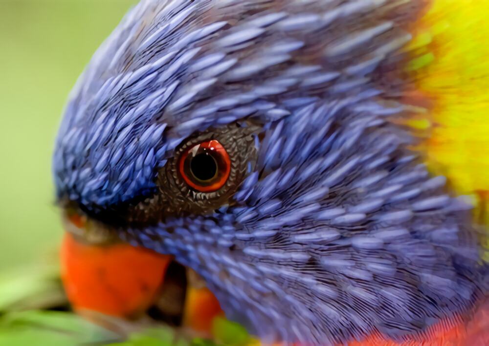 彩虹吸蜜鹦鹉身份信息