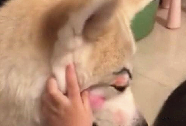 女子下班回家,看到女儿在狗狗脸部捯饬,靠近一看却有点儿心痛了