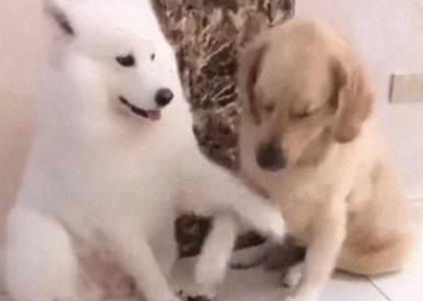 萨摩耶留食材给金毛狗狗吃,金毛狗狗不吃反礼让,结果令主人啼笑皆非