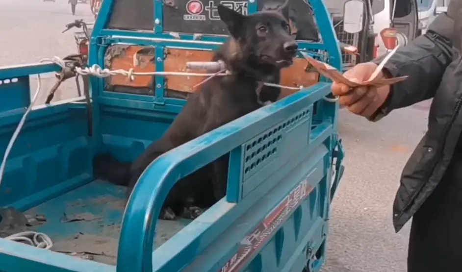 580!被五花大绑狗狗上了狗肉车,看着一直咬绳的狗狗,狗贩:我不敢招,害怕它咬我