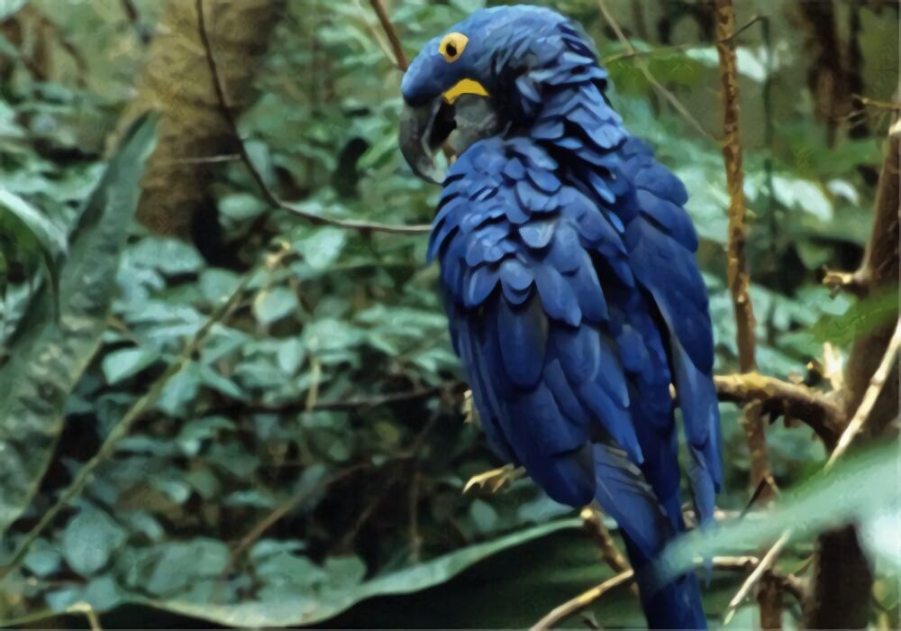 紫蓝金刚鹦鹉身份信息