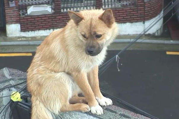 流浪犬立在楼顶围墙旁边,不许所有人挨近,掉下去时大家心都碎了