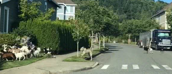 200只山羊闯住宅区逛大街啃花草牧羊犬居然跟下落跑