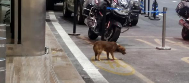 忠犬飞机场苦等主人一年,拿塑料瓶当玩具,它没等到主人却有了家