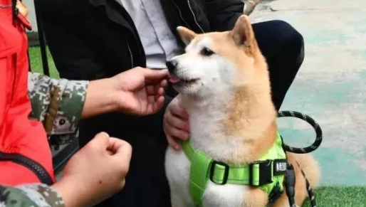被2次拍卖的柴犬登登有家了