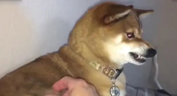 主人着手狗狗的毛,一撮然后一撮,秋田犬气急败坏!