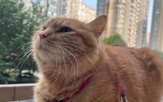 咬人的狗,被杀的猫,相继成为热点,这背后都是什么人?
