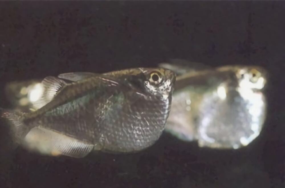 银燕子灯鱼身份信息