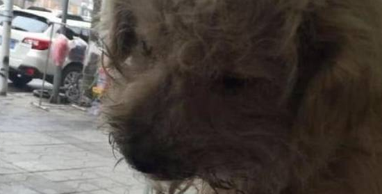 流浪小狗受伤向人求救,却被路人一脚踹开