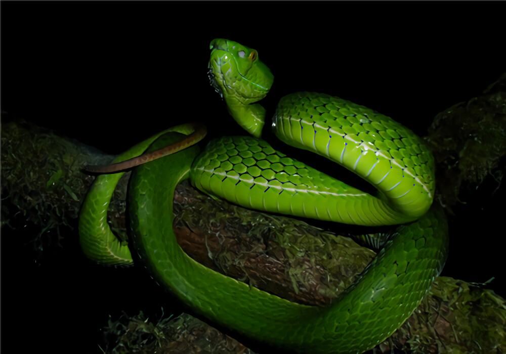 冈氏竹叶青身份信息