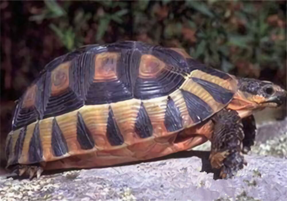 挺胸龟身份信息