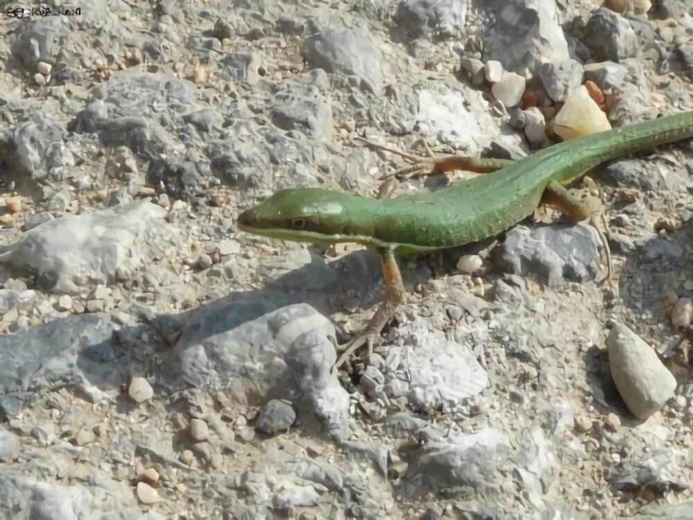 北草蜥身份信息