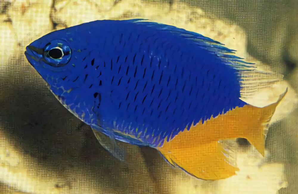 黄尾蓝魔鬼身份信息