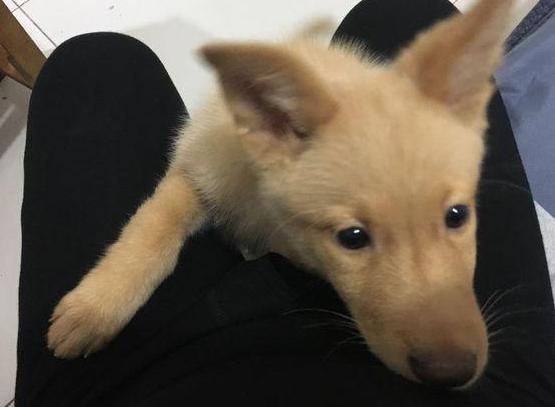公交站一只流浪犬追随女生到了车,把它抱下车时的那一刻好舍不得