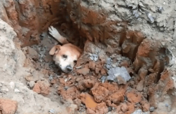 狗狗被埋土里惨叫求助,过路人立即入门刨土,全过程看见十分心痛