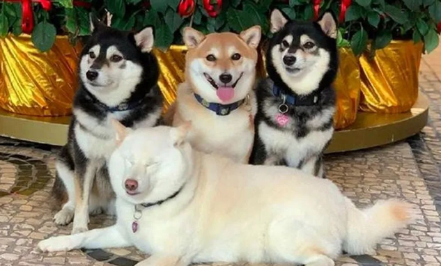 4只狗狗一起拍全家福,白色柴犬总是不在状态,这是戏精上身吗?
