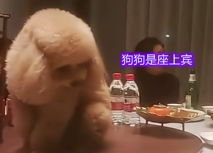 给狗狗庆生?巨型贵宾犬坐在饭桌中间吃菜,一大家子人陪着胡闹