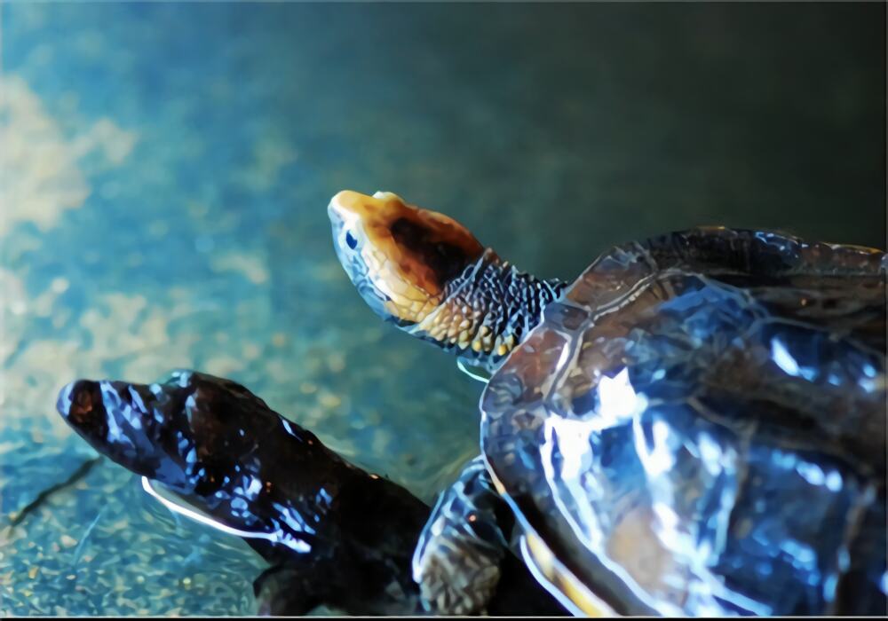 红头蛇颈龟身份信息