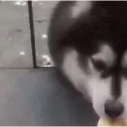 雪橇犬表示:“当时也没想太多就钻进来了,可是该怎么出去?”