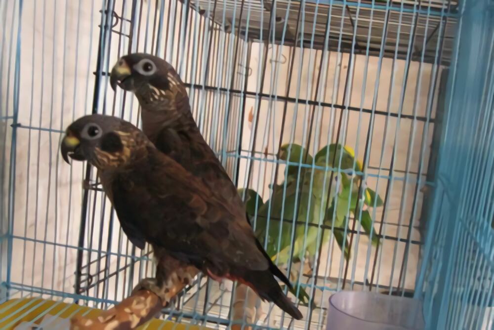 暗色鹦鹉身份信息