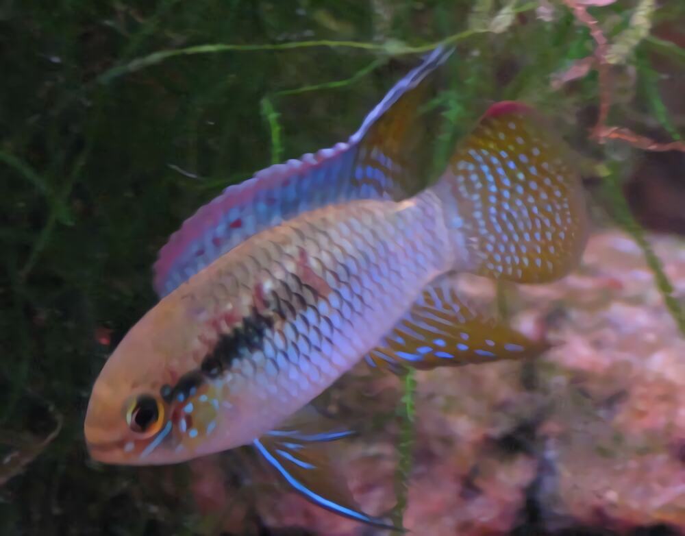 红鳃皇冠身份信息