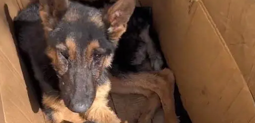 得了犬瘟的德牧奋力想挣脱命运,但令人心寒的则是冷言冷语