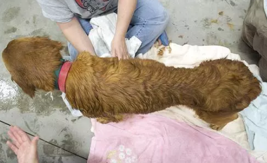 母狗不能生崽失去价值,主人恼羞成怒要将它摧毁!