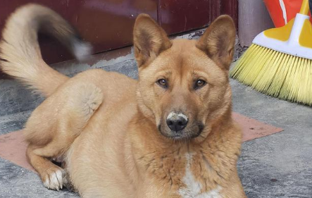 村里的土狗惨遭狗贩子的毒手，我后悔没有保护好它