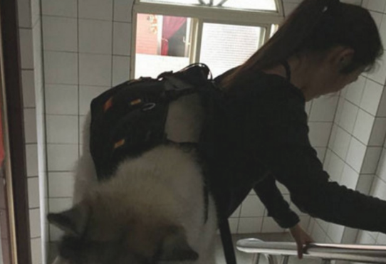 女人整体实力宠溺狗狗,竟这般带雪橇犬上下楼,网友看过惊掉下巴