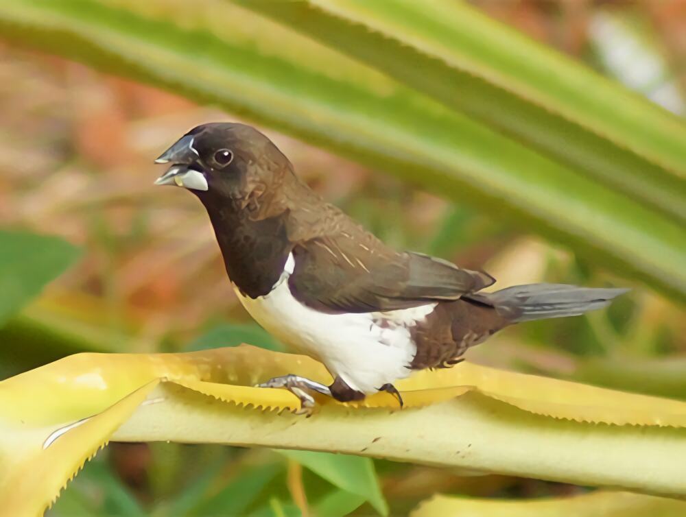 白腰文鸟身份信息