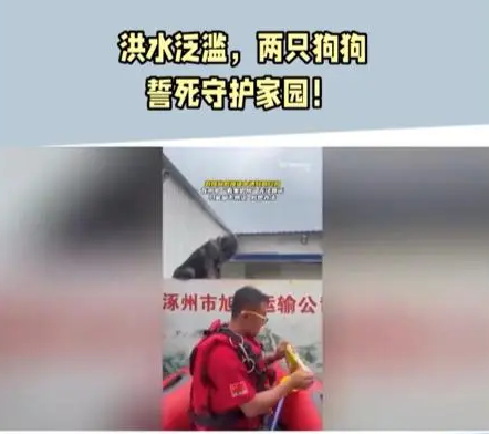 大狗洪水中仍看家,救援人员无法靠近,只好留下食物和水离开