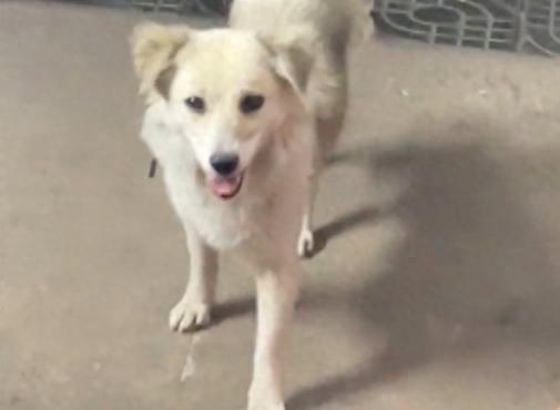 主动跟回家的流浪狗,一个月后才知它的心机