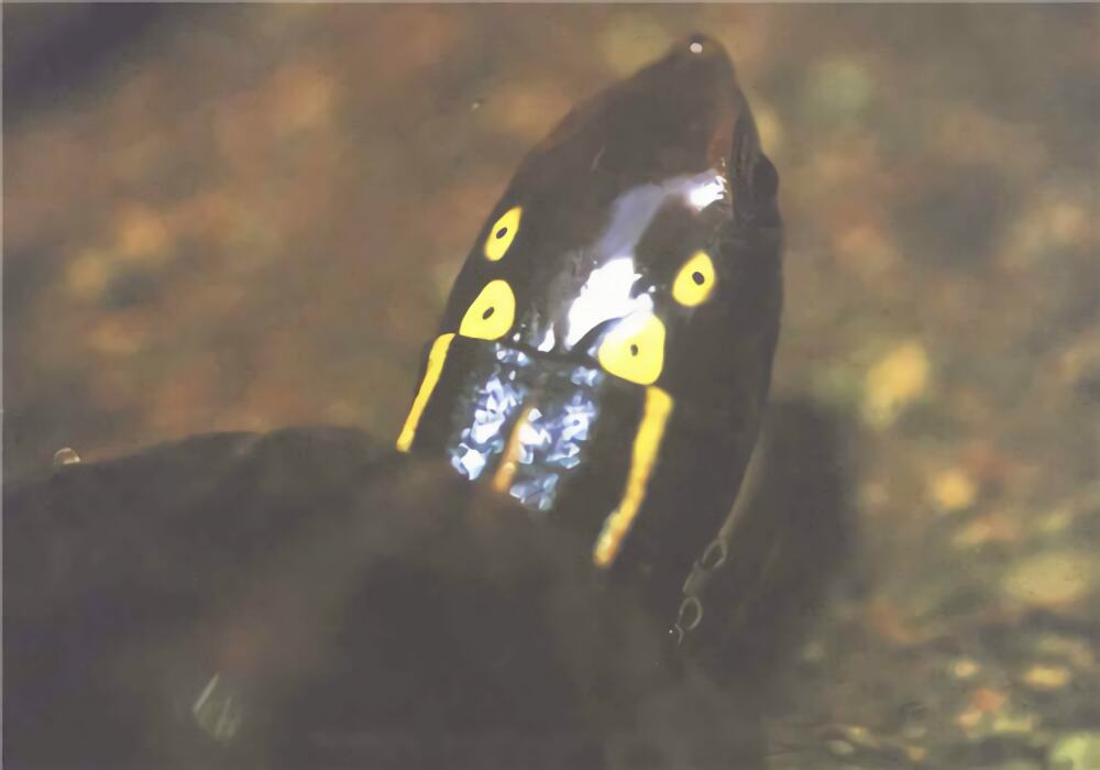 四眼斑水龟身份信息