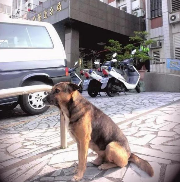 老狗被送收容所,为警局守了十年门没想到换来这样的结局!