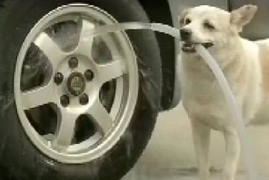 男子将食物送给了狗狗后，结果发生了许多让他意想不到的事情……