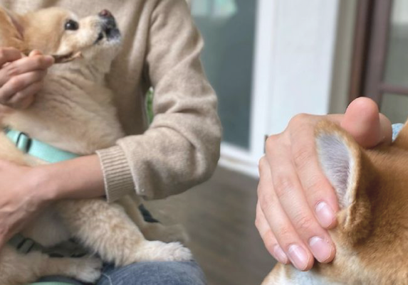 见到其他小狗在吃零食,网民捂着了自己柴犬的双眼:避而远之!