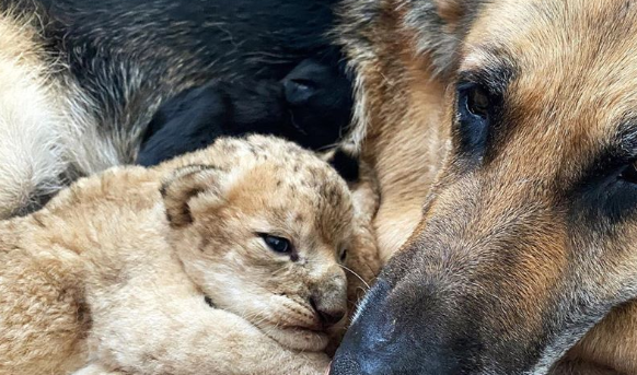 德国牧羊犬成为两只小狮子的“妈妈”