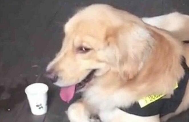 金毛很厉害,假装警犬混入警察局,狗:鸡腿真好吃!