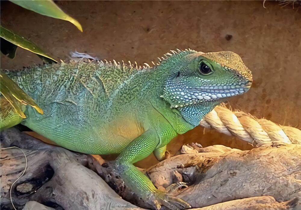 中国水龙身份信息