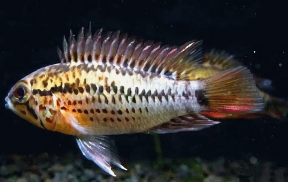 斑点短鲷身份信息