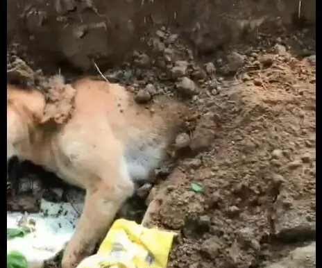 小狗死后被扔掉 | 狗狗离世被遗弃在人行道上,网友称点再多香烛都不如安排好其后事