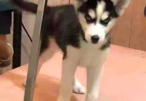 兵哥哥见义勇为救下流浪狗,不料带回团宠成公主,网友直呼好幸福